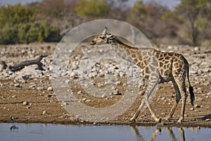 Giraffe drinking in Etosha National Park, Namibia