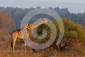 Giraffe & x28;Giraffa camelopardalis& x29; in the early morning sun, taken in South Africa
