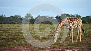 Giraffe Giraffa camelopardalis eating grass in the savannah