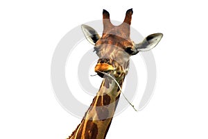 Giraffe (Giraffa camelopardalis) Eating Leaves.