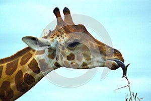 Giraffe (Giraffa camelopardalis) Eating Leaves.