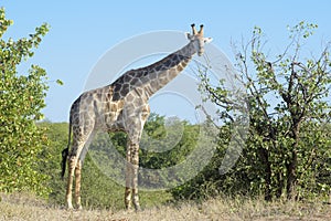 Giraffe Giraffa camelopardalis, eating leaves from tree
