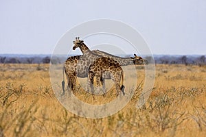 Giraffe, Giraffa camelopardalis, in Etosha National Park, Namibia