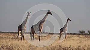 Giraffe Giraffa camelopardalis in Etosha National Park, Namibia, Africa