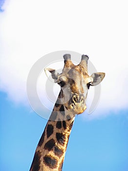 Giraffe (Giraffa camelopardalis giraffa)