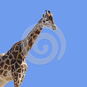 Giraffe , Giraffa camelopardalis, isolated on a blue background with space for text