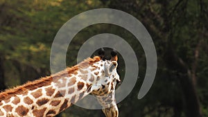 Giraffe (Giraffa camelopardalis) in Kruger National Park, South Africa. Amazing scene of row of cars on safari watching