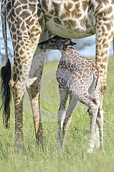 Giraffe (Giraffa camelopardalis) mother with calf drinking,
