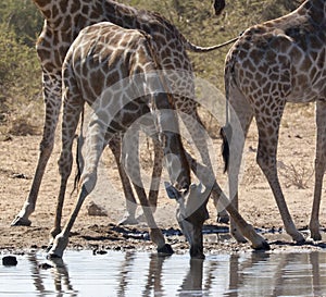 Giraffe (Giraffa camelopardalis) - Namibia photo