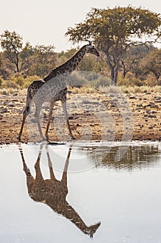 Giraffe Giraffa camelopardalis Namibia