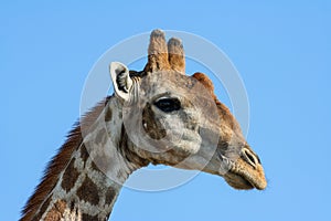 Giraffe (Giraffa camelopardalis) in Namibia