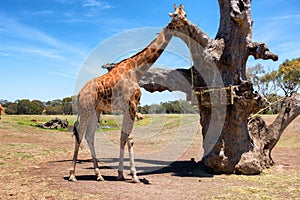 Giraffe (Giraffa camelopardalis) over blue sky with white clouds in wildlife sanctuary. Australia.