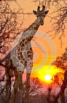 A Giraffe Giraffa Camelopardalis Peers through the African bush with the sun setting photo