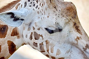 Giraffe Giraffa Camelopardalis Rothschildi Head Close Up