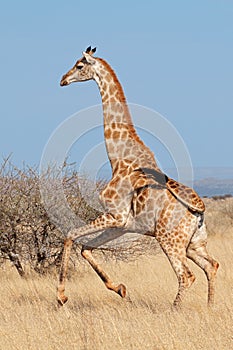 Giraffe running on African plains photo