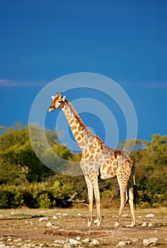 Giraffe Giraffa camelopardalis in the savannah