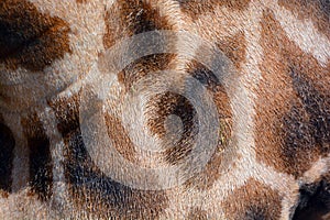 The giraffe Giraffa camelopardalis skin