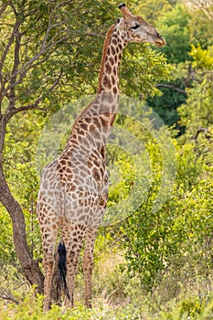 Giraffe  Giraffa Camelopardalis standing between tall trees, Pilanesberg National Park, South Africa.