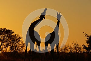 Giraffe (Giraffa camelopardalis) at sunrise