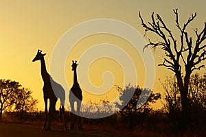 Giraffe (Giraffa camelopardalis) at sunrise