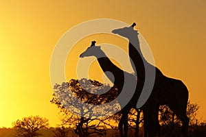 Giraffe (Giraffa camelopardalis) at sunrise