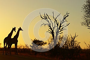 Giraffe (Giraffa camelopardalis) at sunrise