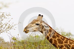 Giraffe & x28;Giraffa camelopardalis& x29;, taken in South Africa