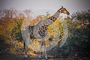 Giraffe Giraffa camelopardalis, the tallest animal on earth