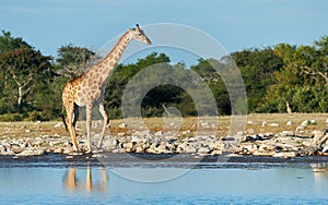 Giraffe Giraffa camelopardalis at a waterhole