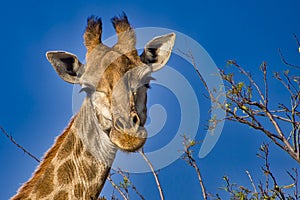 Giraffe, Giraffa camelopardis, Kruger National Park