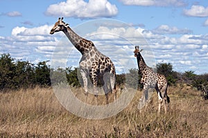 Giraffe (Giraffa camelopardlis) - Botswana