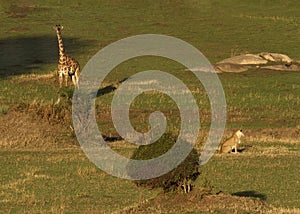 A giraffe Giraffa cautiously watches a lioness on the Serengeti