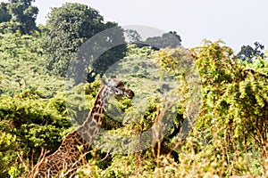 Giraffe (Giraffa) Ngorongoro Conservation Area (NCA) World Heritage Site in the Crater Highlands area of Tanzania