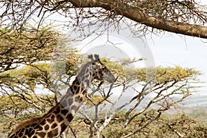 Giraffe (Giraffa) Ngorongoro Conservation Area (NCA) World Heritage Site in the Crater Highlands area of Tanzania