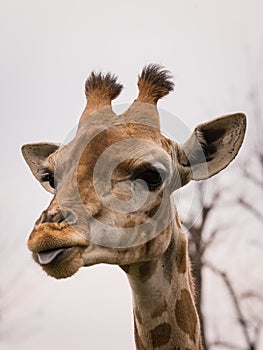 The giraffe Giraffa portrait pic wildlife photo