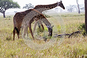 Giraffe Giraffa in Serengeti National Park