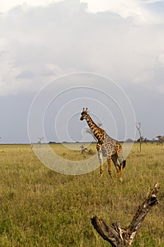 Giraffe Giraffa in Serengeti National Park