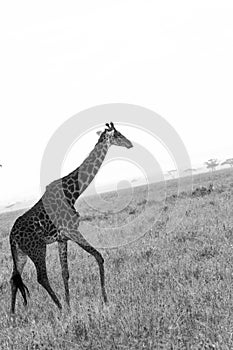 Giraffe Giraffa in Serengeti National Park