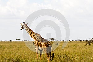 Giraffe Giraffa in Serengeti National Park