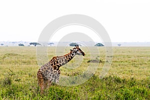 Giraffe Giraffa in Serengeti National Park