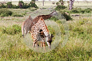 Giraffe Giraffa in Serengeti National Park