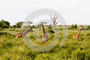 Giraffe Giraffa in Serengeti National Park