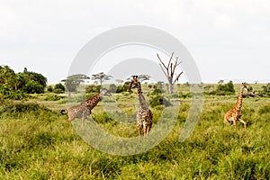 Giraffe Giraffa in Serengeti National Park