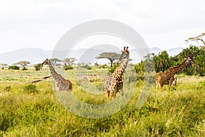 Giraffe Giraffa in Serengeti National Park