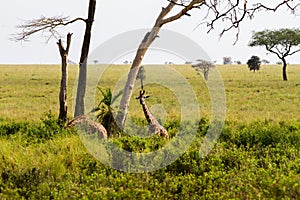 Giraffe Giraffa in Serengeti National Park