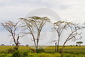 Giraffe Giraffa in Serengeti National Park