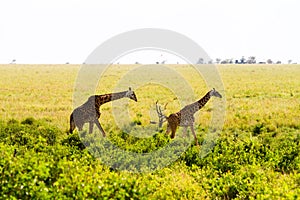 Giraffe Giraffa in Serengeti National Park