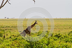 Giraffe Giraffa in Serengeti National Park