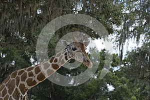 Giraffe at Giraffe Ranch in Dade City, Florida.