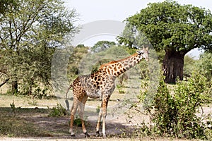 Giraffe Giraffe in Tarangire National Park, Tanzania